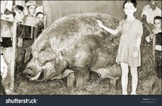 stock-photo-vintage-photo-of-a-girl-next-to-a-huge-pig-243213.jpg