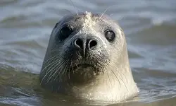 seal10.webp