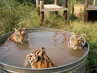 Three tigers in a tub.webp