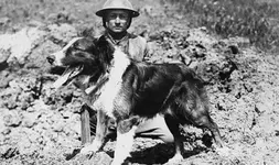 world-war-one-dogs-445502.webp