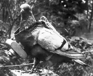 WWI-pigeon-with-camera.webp