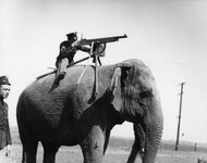 elephant-ww1.jpg