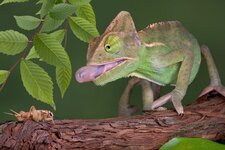 veiled-chameleon4.jpg