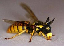 horsewasp.jpg