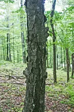 tree trunk bark.webp