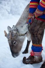 raindeer shoes.jpg