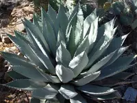 agave.webp