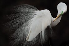 sfw_melissa_groo_great_egret_aud0515_md20.jpg