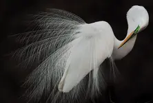 sfw_melissa_groo_great_egret_aud0515_md20.webp