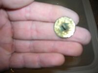 Gold Gilt Button.JPG