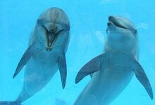 dfhgddolphins_zpsejobdmq7.jpg