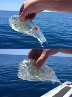 transparentshrimpfish.webp