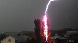 tree hit by lightning.webp