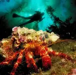 2016-04-07 03_26_10-50 Stunning Underwater Photos – Smashing Magazine.webp