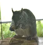 squirrel.webp