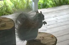 squirrel1.webp