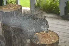 squirrel2.webp