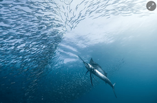 2016-04-07 03_29_55-In pictures_ The world's best underwater photographs 2010 _ Environment _ Th.png