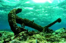 activated_anchor_at_Chinchorro_bank__caribbean_sea_Mexico.webp