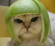 Cat_Helmet.webp