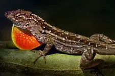 anole450_35684a_8col.webp