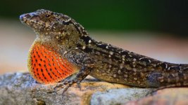 brown-lizards-eat_279c1c5033947686.jpg