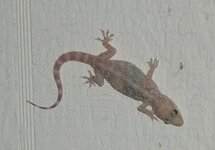 gecko1.jpg