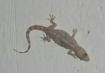 gecko1.webp