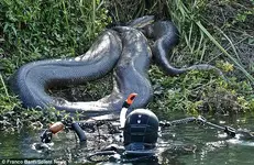 Scuba-Diving-With-Anaconda-You-Wont-Believe-What-Happens-1.webp