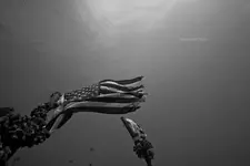 wreck_dive_flag_by_pacislander2-d30iwx9.webp