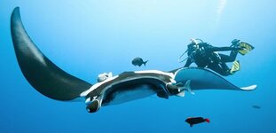 yacht-charter-scuba-diving-rays.jpg