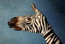 Cool_Zebra_Painting.webp