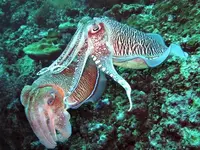 Hooded-Cuttlefish.webp