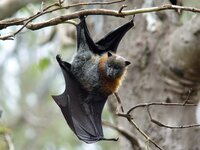 Australian Fruit Bat.jpg