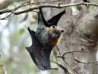 Australian Fruit Bat.webp