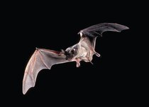 Bat-Animal-HD-Wallpaper.jpg