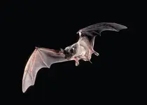 Bat-Animal-HD-Wallpaper.webp