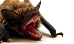 bat-face-crop-990x593.jpg