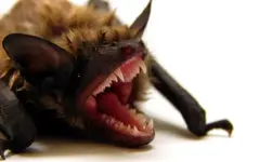 bat-face-crop-990x593.webp