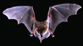 big-brown-bat-rabid-bats.jpg