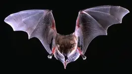 big-brown-bat-rabid-bats.webp