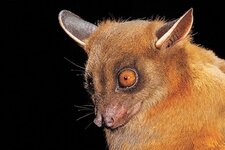 Greater-Short-Nosed-Fruit-Bat.jpg