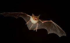 mammals%20bats%20black%20background%201920x1200%20wallpaper_www_animalhi_com_13.jpg