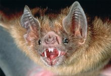 Vampire Bat.jpg