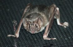 Vampire_Bat_003.jpg