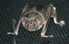 Vampire_Bat_003.webp