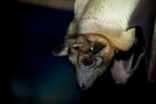 wide-eyed-bat-hanging-upside-down-602x402.jpg