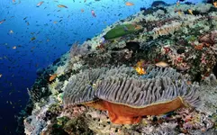 184583-diving-in-the-the-andaman-islands.webp