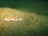 Nudibranch+on+dive+cruise+trip+in+Myanmar.jpg