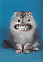 smiley cat.webp